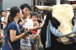 間近で闘牛と触れ合う来場者の画像