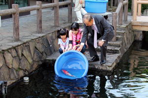 オーナー鯉を池に放流する目崎さんの画像