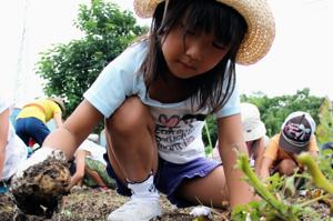 じゃがいもを掘る子どもの画像