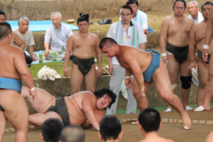 錣山部屋の力士を倒す海洋高校生の画像