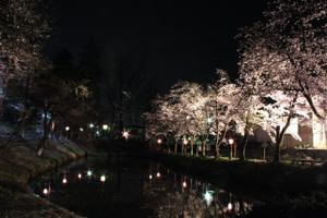 船岡公園の桜のライトアップの画像2