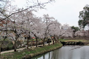 昼の船岡公園の画像1