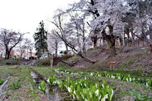 昼の船岡公園の画像2