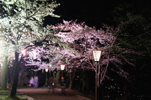 夜の船岡公園の画像3