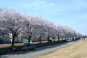 千谷工業団地内の桜1