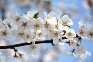 千谷工業団地内の桜3