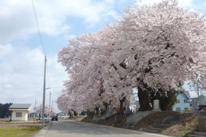 三仏生百塚の桜1