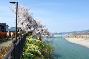 日吉ヒューマンロードの桜1