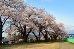 山本山調整池付近の桜1