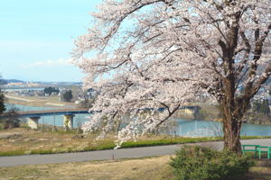 山本山調整池付近の桜2