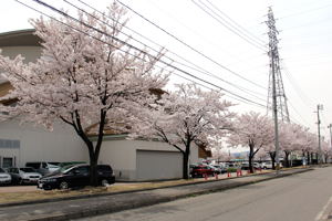 総合体育館脇の桜