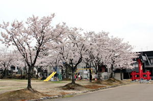 伊米神社（桜町）の桜