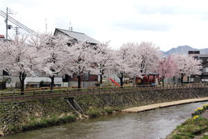 茶郷川沿い（平成町）の桜