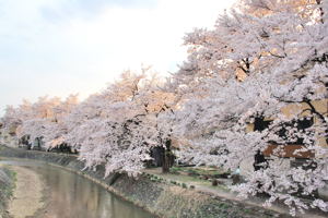 茶郷川沿い（城内）の桜