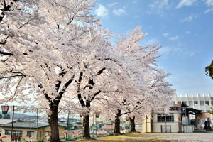 城上神社（千谷川）の桜