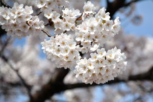 日吉ヒューマンロードの桜3