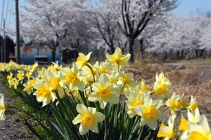 山本山市民の家周辺の桜と水仙の画像