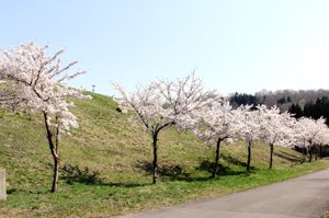 山本山の桜の画像1