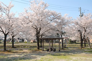 茶郷川沿いの公園の桜の画像