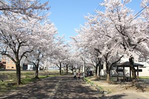 土川茶郷川沿いの桜の画像1