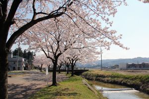 土川茶郷川沿いの桜の画像2