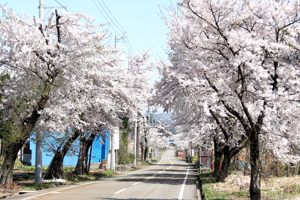 時水の道路沿いの桜の画像