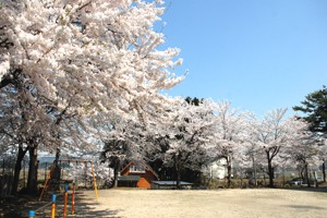 時水の公園の桜の画像