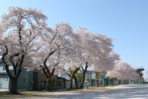 東小千谷中学校の校庭の桜の画像