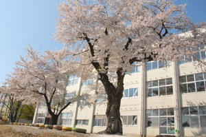 東小千谷小学校の校庭の桜の画像