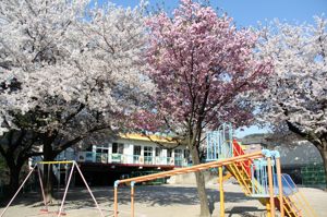 東保育園の園庭の桜の画像