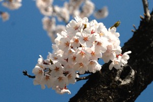 楽集館の桜の画像3