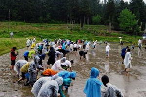 田植え体験を行う生徒の画像