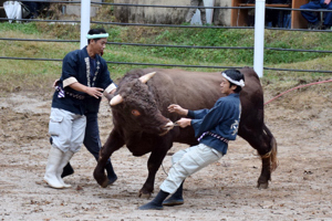 牛を押さえ込む勢子の画像