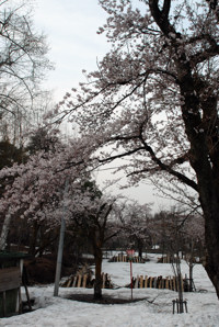 船岡公園の桜の画像1