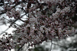 船岡公園の桜の画像2