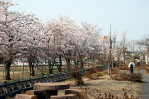 ぽっぽの里の桜の画像1