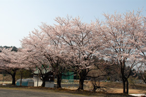 片貝中学校の桜の画像2