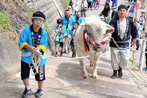 東山小学校の児童に引かれて入場する2代目牛太郎の画像