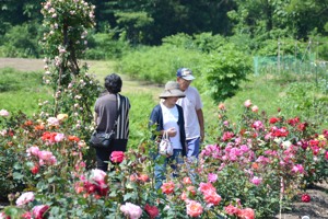 バラ園の中を歩く来場者の画像