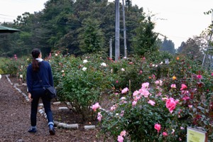 バラを鑑賞する来場者の画像