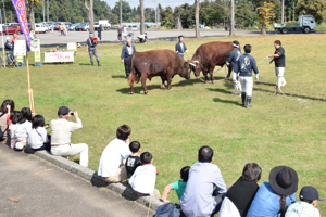 牛の角突き実演の画像