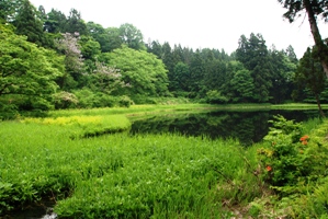 自然の宝庫郡殿の池の画像