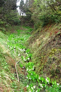 大崩水芭蕉群生地の全景の画像