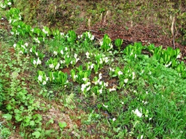 大崩に群生する水芭蕉の画像