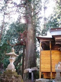 仙竜神社の大杉の全景の画像