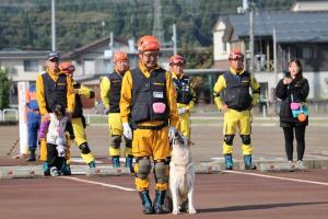 災害救助犬服従訓練をしている画像